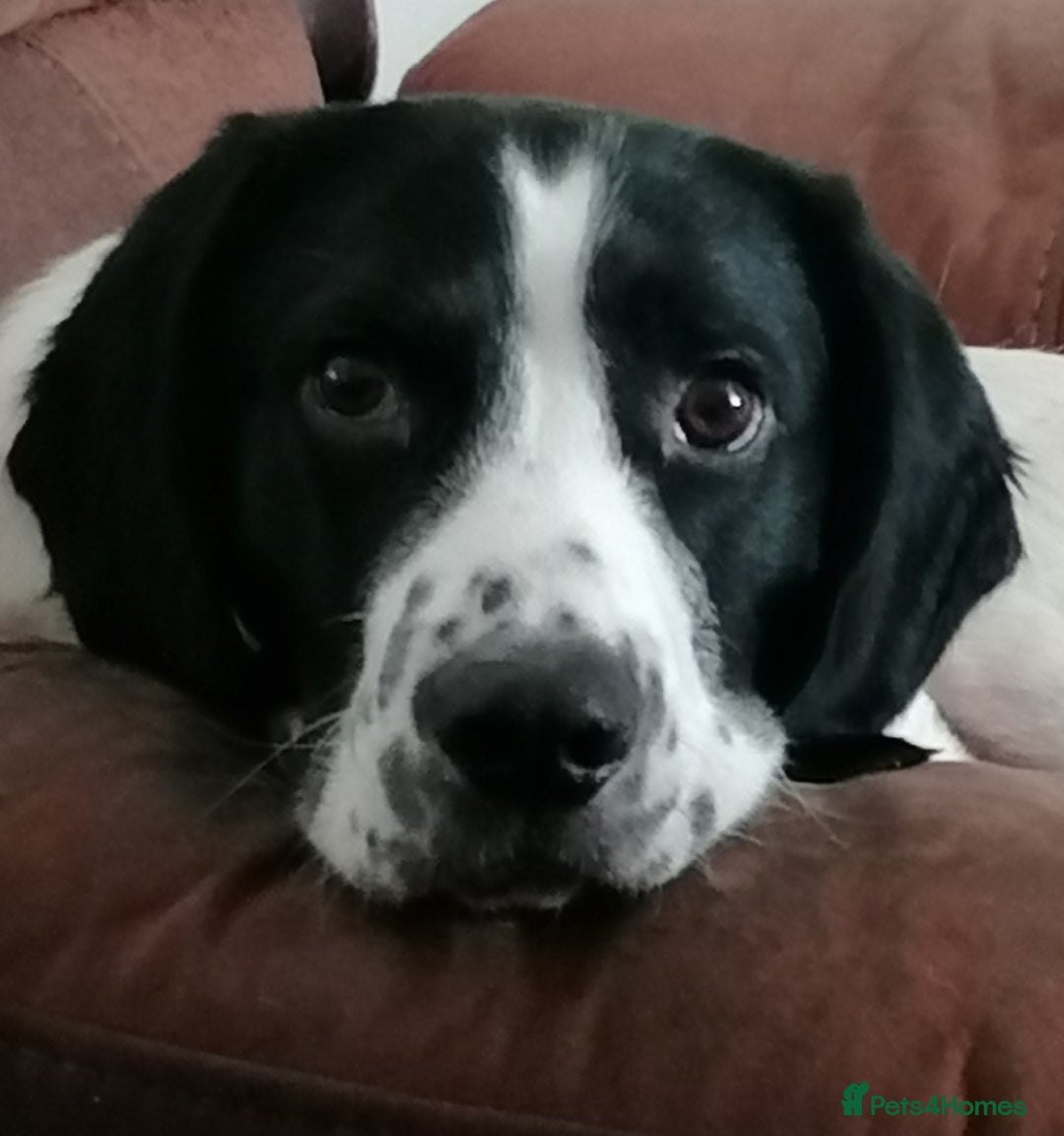 Harrier dogs for adoption: Child friendly Sherlock wants a new forever home - Advert 4