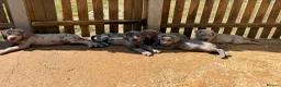 Cane Corso dogs for sale: Cane corso pups  in Dereham - Advert 3