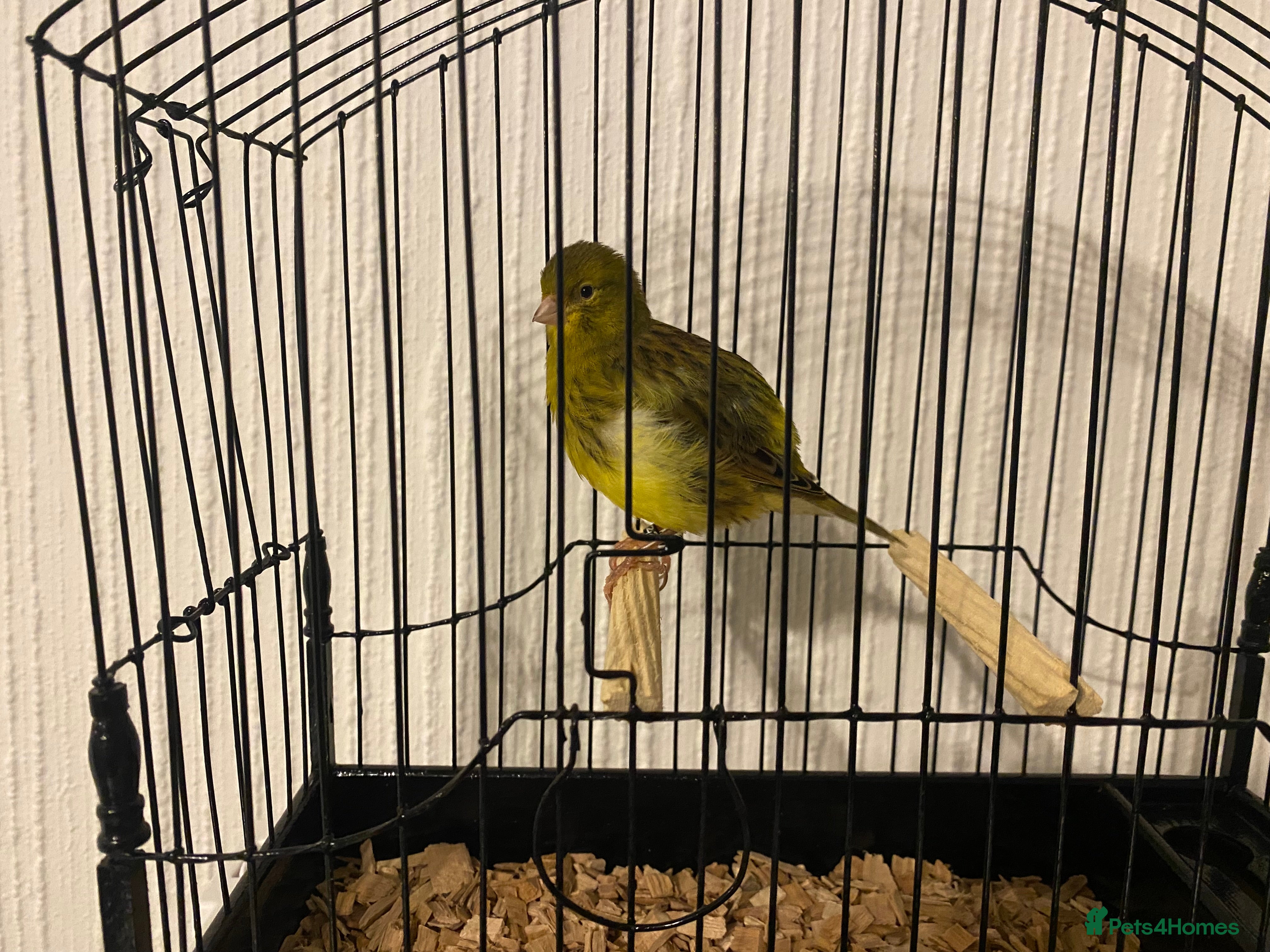 Canaries birds Fife canaries for sale  - Advert 8