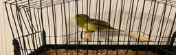 Canaries birds for sale: Fife canaries for sale  - Advert 1