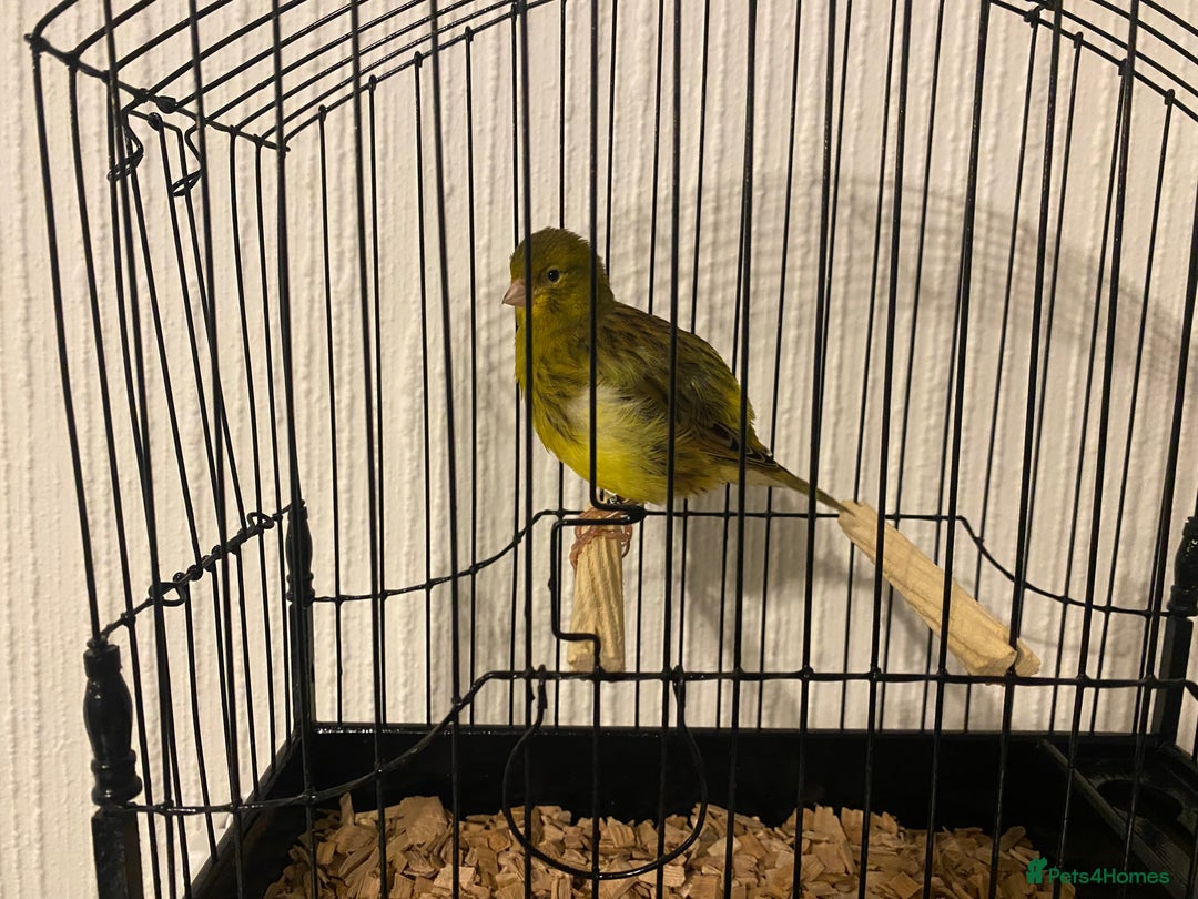 Canaries birds for sale: Fife canaries for sale  - Advert 1