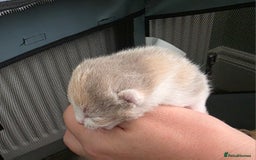 British Shorthair cats for sale: Excellent Quality BSH kittens for Reservation - Image 10