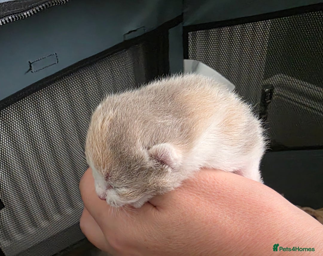 British Shorthair cats for sale: Excellent Quality BSH kittens for Reservation - Image 10