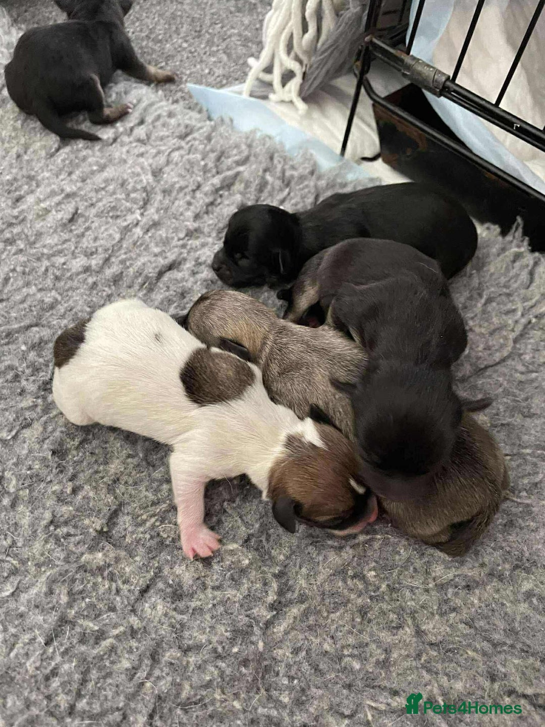 Chihuahua dogs for sale: Pure bred chihuahua  - Image 2