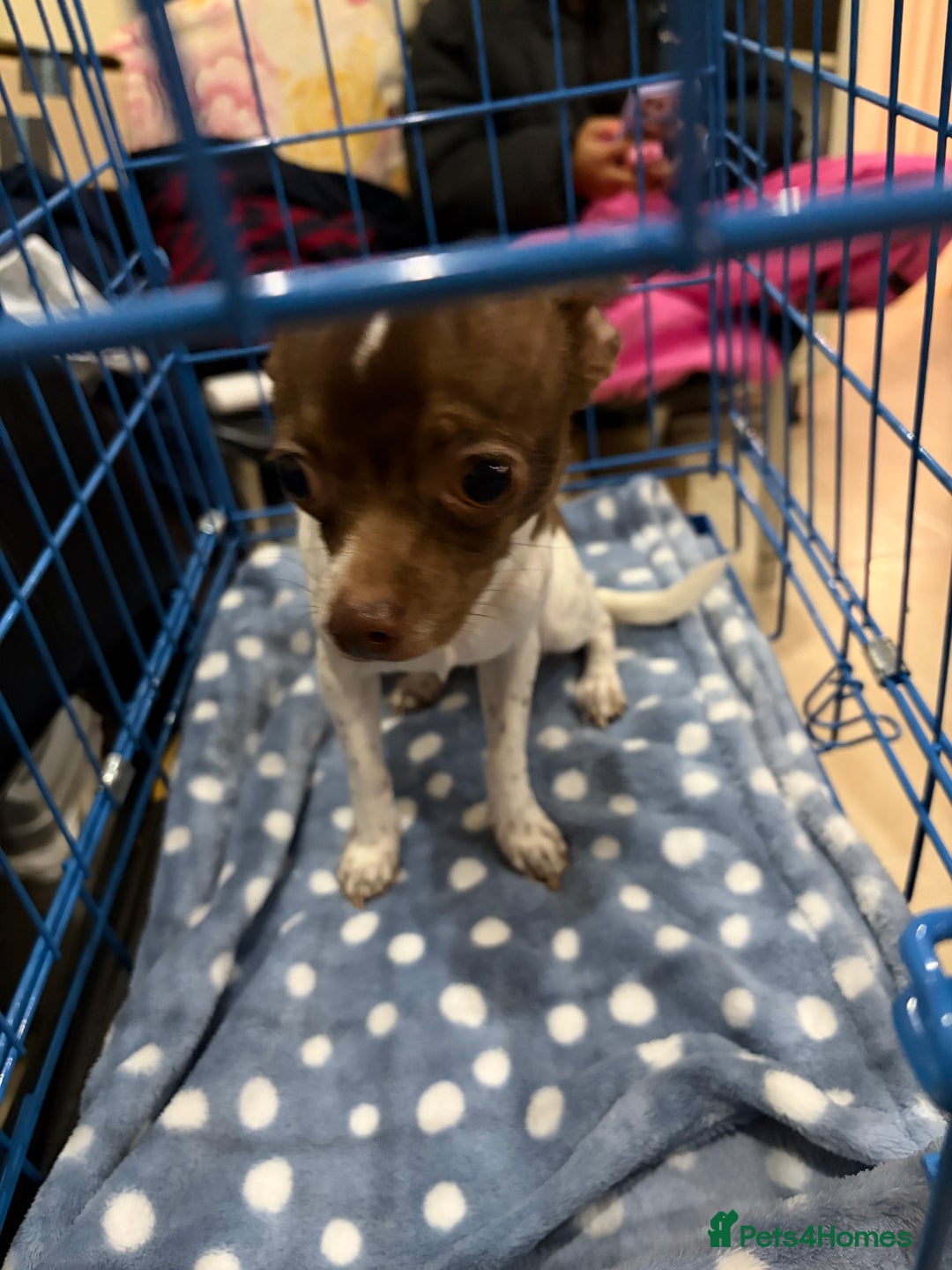 Chihuahua dogs for sale: Pure Breed Chihuahua male - Advert 12