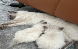 Ragdoll cats for sale: Ragdoll kittens for sale  - Image 11