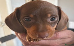Dachshund dogs for sale: Beautiful dachshund puppies - Image 16