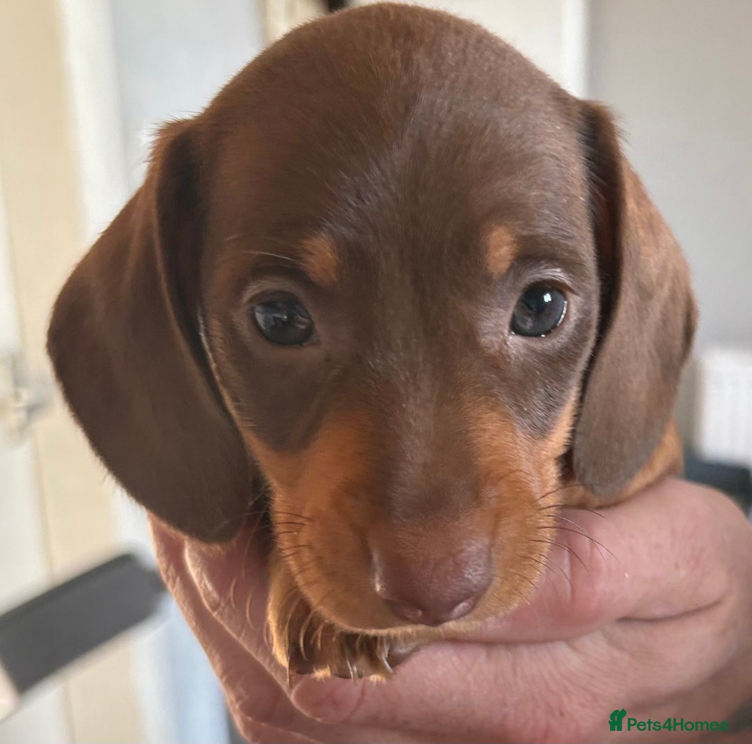 Dachshund dogs for sale: Beautiful dachshund puppies - Image 16