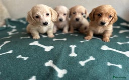 Miniature Dachshund dogs for sale: ***long haired mini dachshunds **** - Image 5