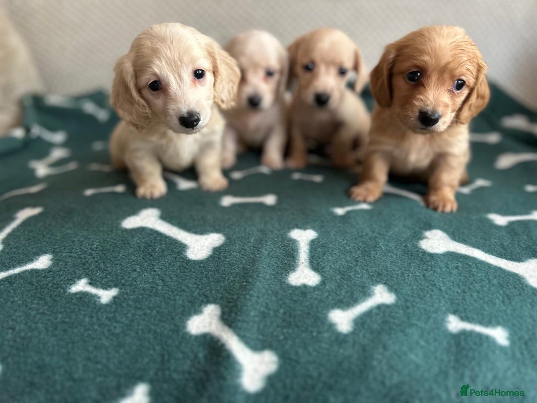 Miniature Dachshund dogs for sale: ***long haired mini dachshunds **** - Image 5