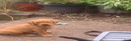 Labrador Retriever dogs for sale: 5 Labrador puppies 2 male 3 female - Advert 10