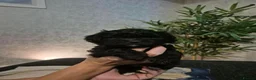 Shihpoo dogs for sale: Shihpoo boys for sale  - Advert 2