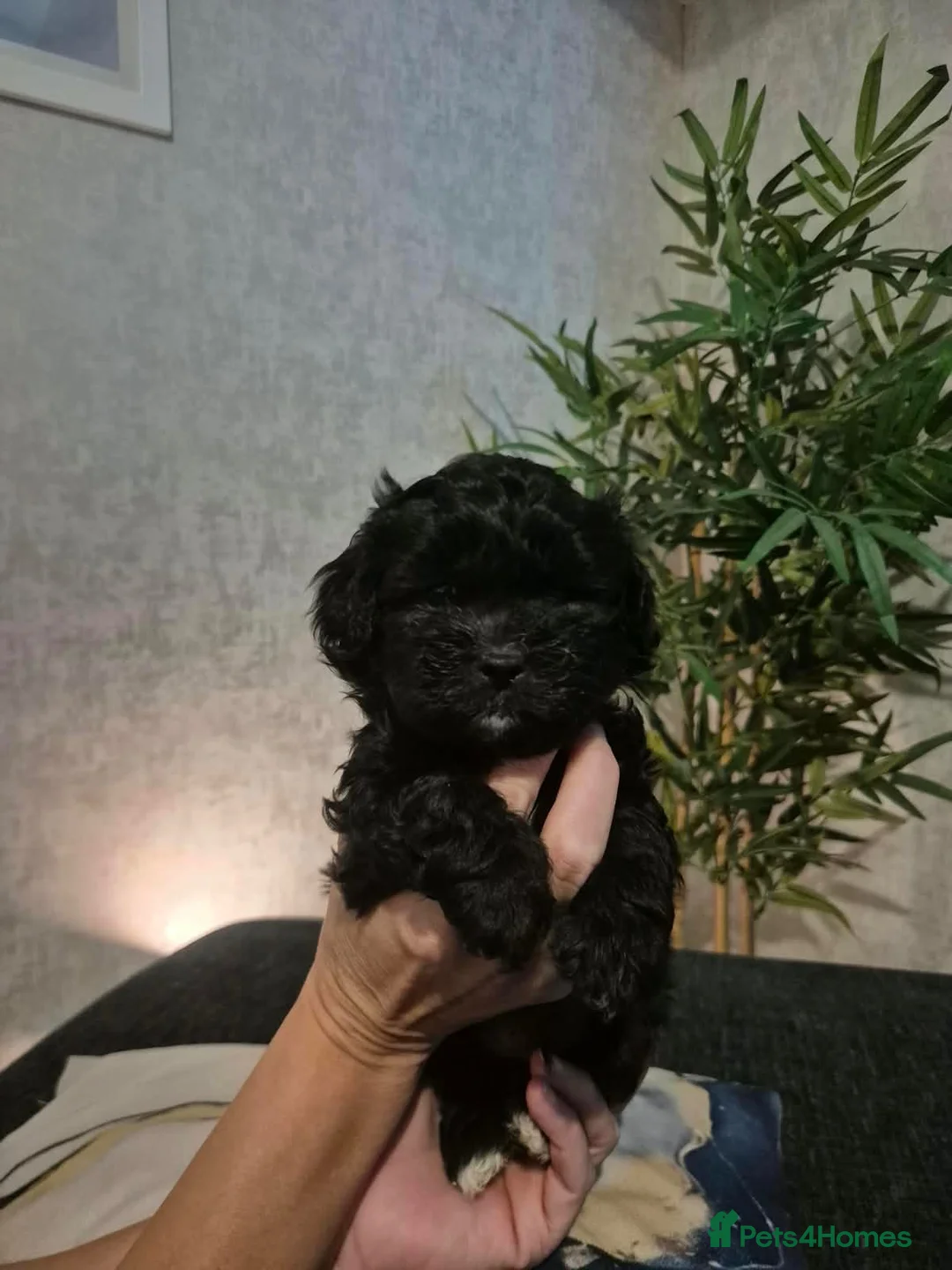 Shihpoo dogs for sale: Shihpoo boys for sale  - Advert 2