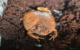 Frog reptiles for sale: Burmese orange Chubby Frog - Image 1