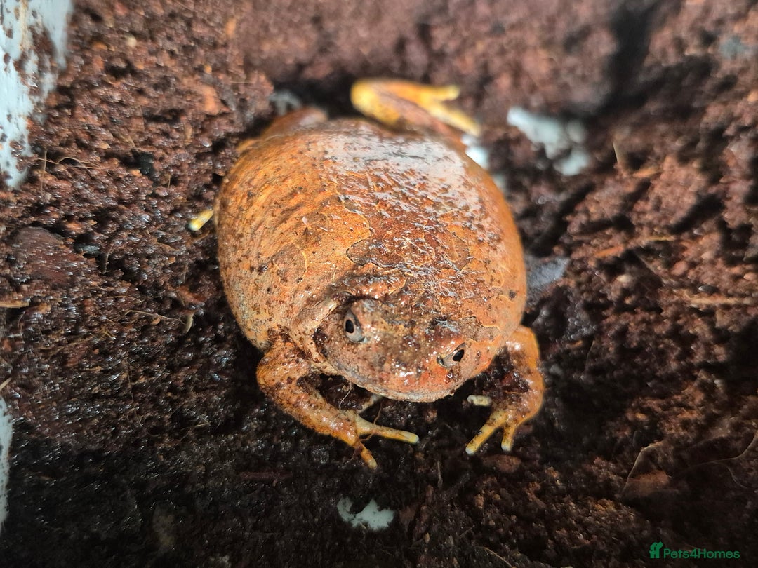 Frog reptiles for sale: Burmese orange Chubby Frog - Image 1