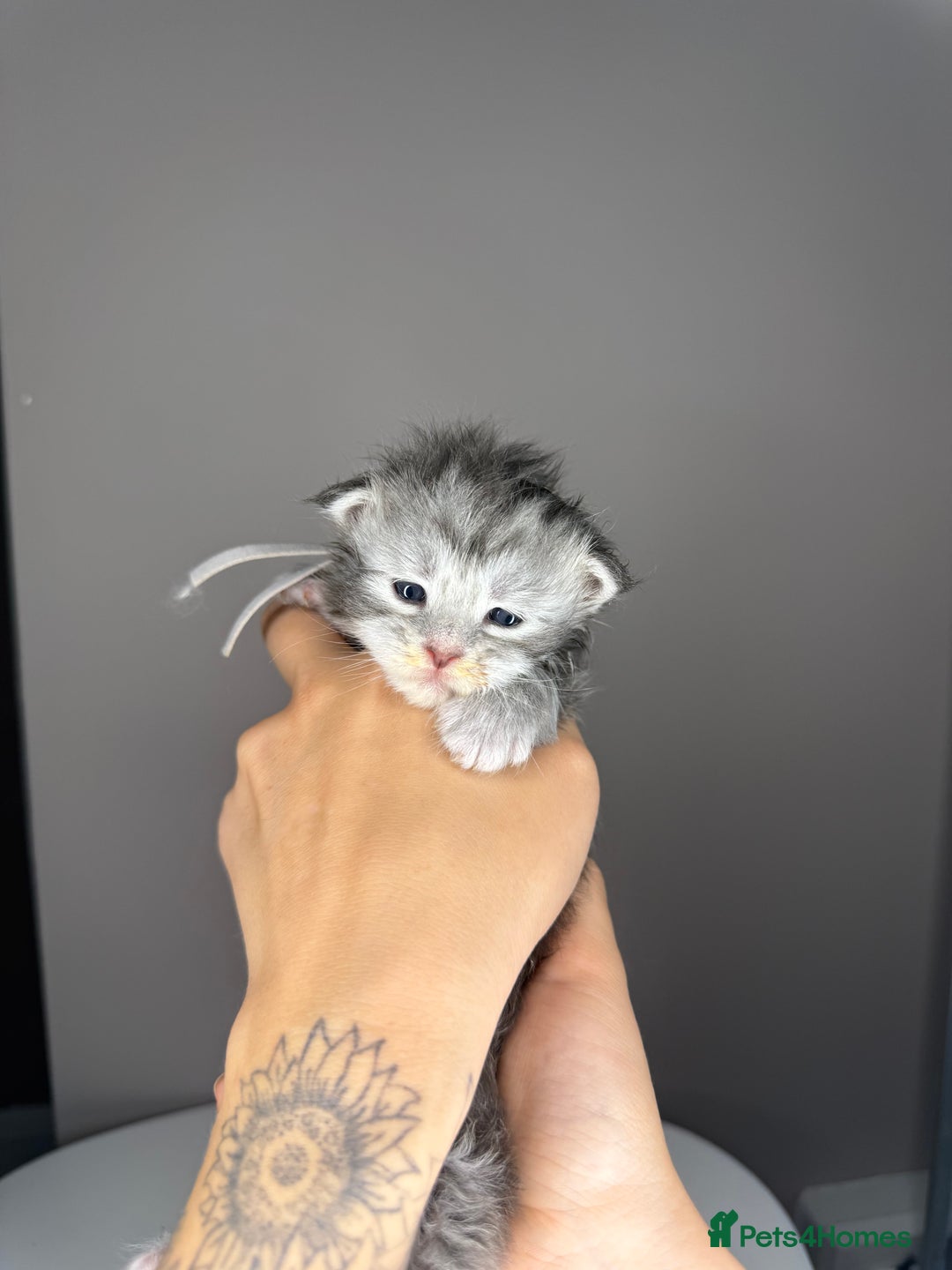 Maine Coon cats for sale: XL Russian maine coon kittens  in Market Rasen - Image 10
