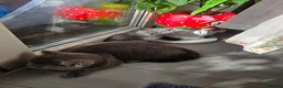 British Shorthair cats for sale: British shorthair kittens  - Advert 20