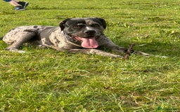 Mixed Breed dogs for sale: Male cane corso cross looking for his forever home - Image 4