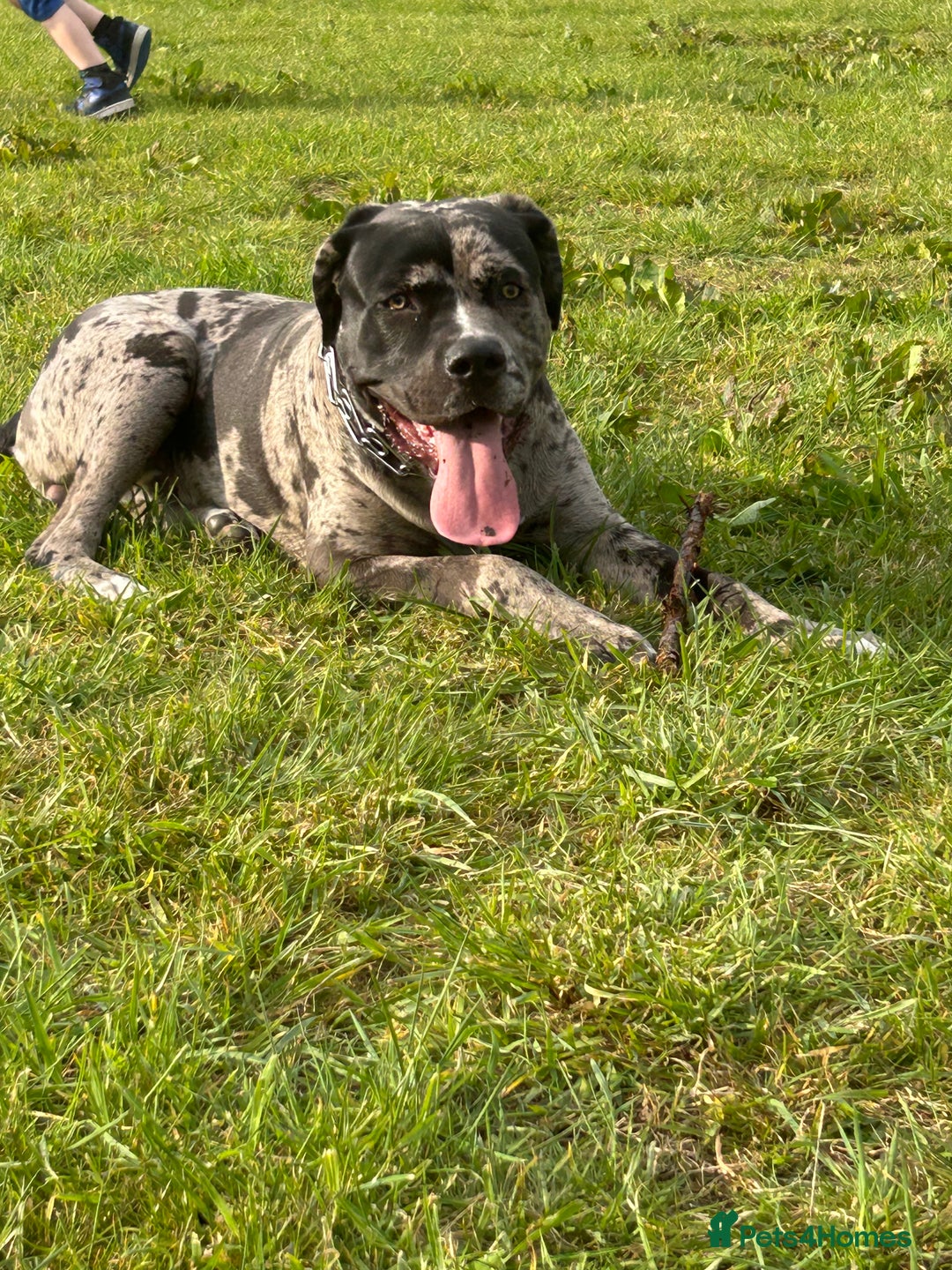 Mixed Breed dogs for sale: Male cane corso cross looking for his forever home - Image 4