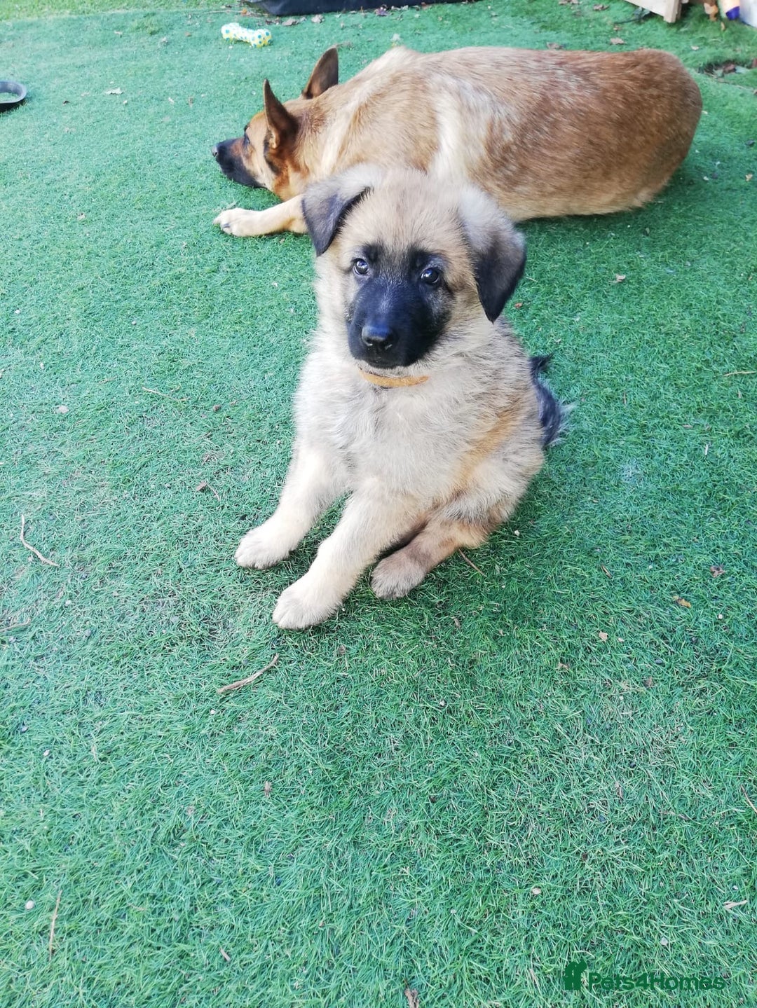 German Shepherd dogs for sale: German shepherd  - Image 29