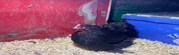 Chickens poultry for sale: Pekin pullets  - Advert 5