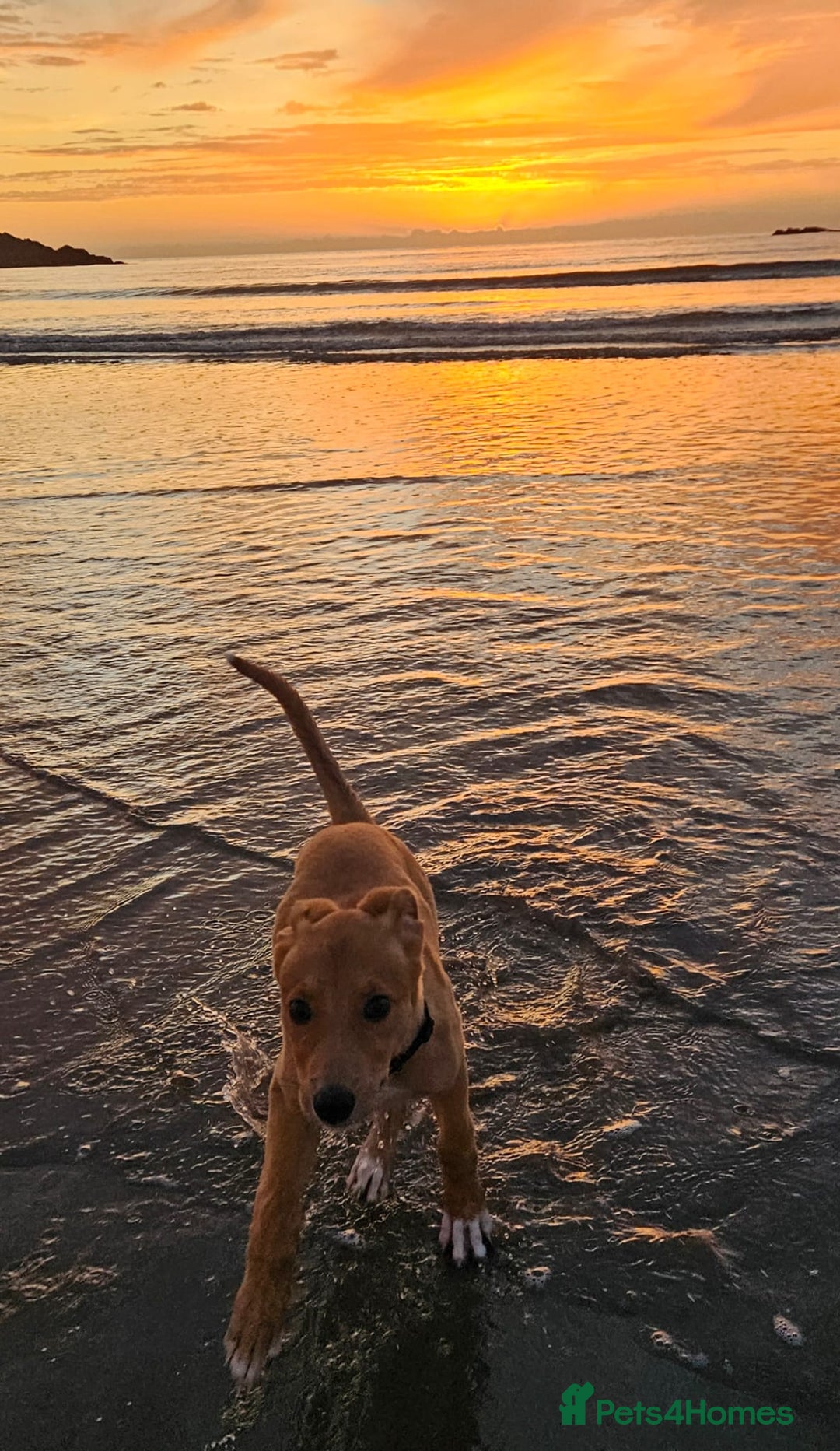 Lurcher dogs for sale: Lassie for sale 12 weeks old  - Image 1