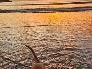 Lurcher dogs for sale - Advert 1