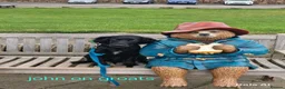 Cocker Spaniel dogs for sale: Cocker spaniel in Carlisle - Advert 1