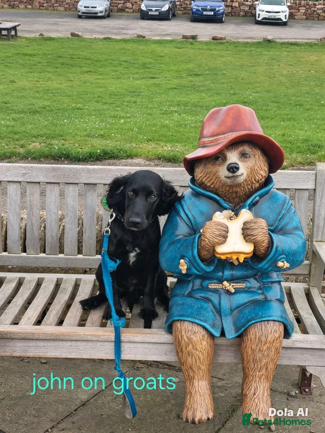 Cocker Spaniel dogs for sale: Cocker spaniel in Carlisle - Advert 1
