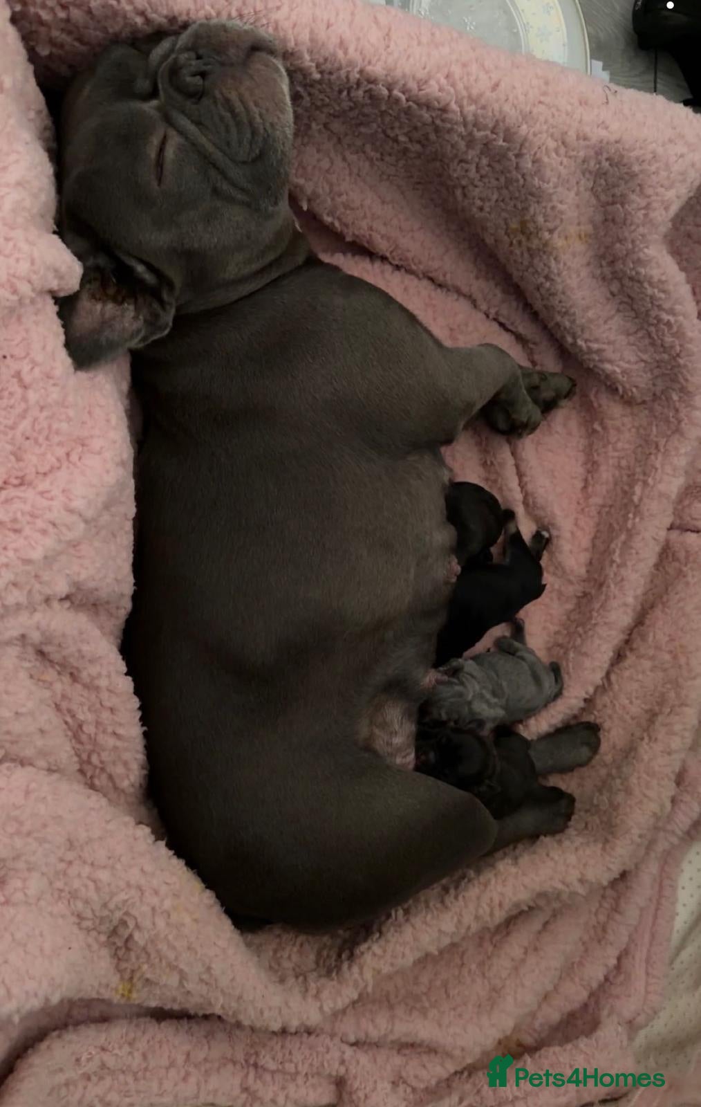 Frug dogs French bulldog x frug - Advert 7