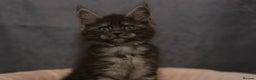 Maine Coon cats for sale: Mainecoon kittens TICA REGISTERED stunning - Advert 25