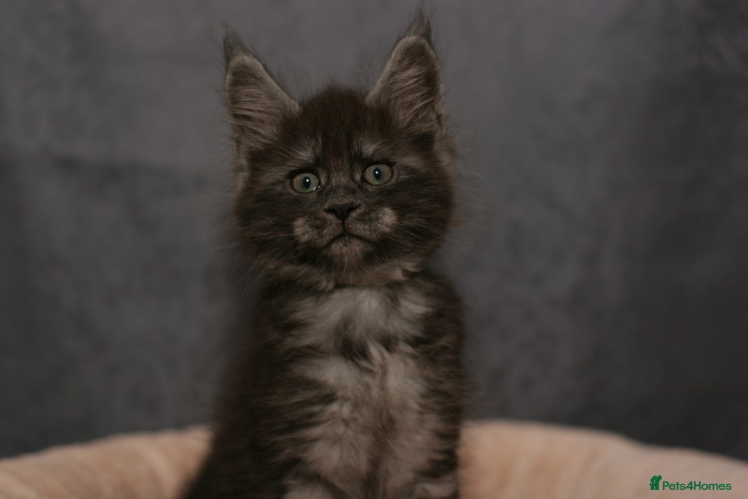 Maine Coon cats for sale: Mainecoon kittens TICA REGISTERED stunning - Advert 25