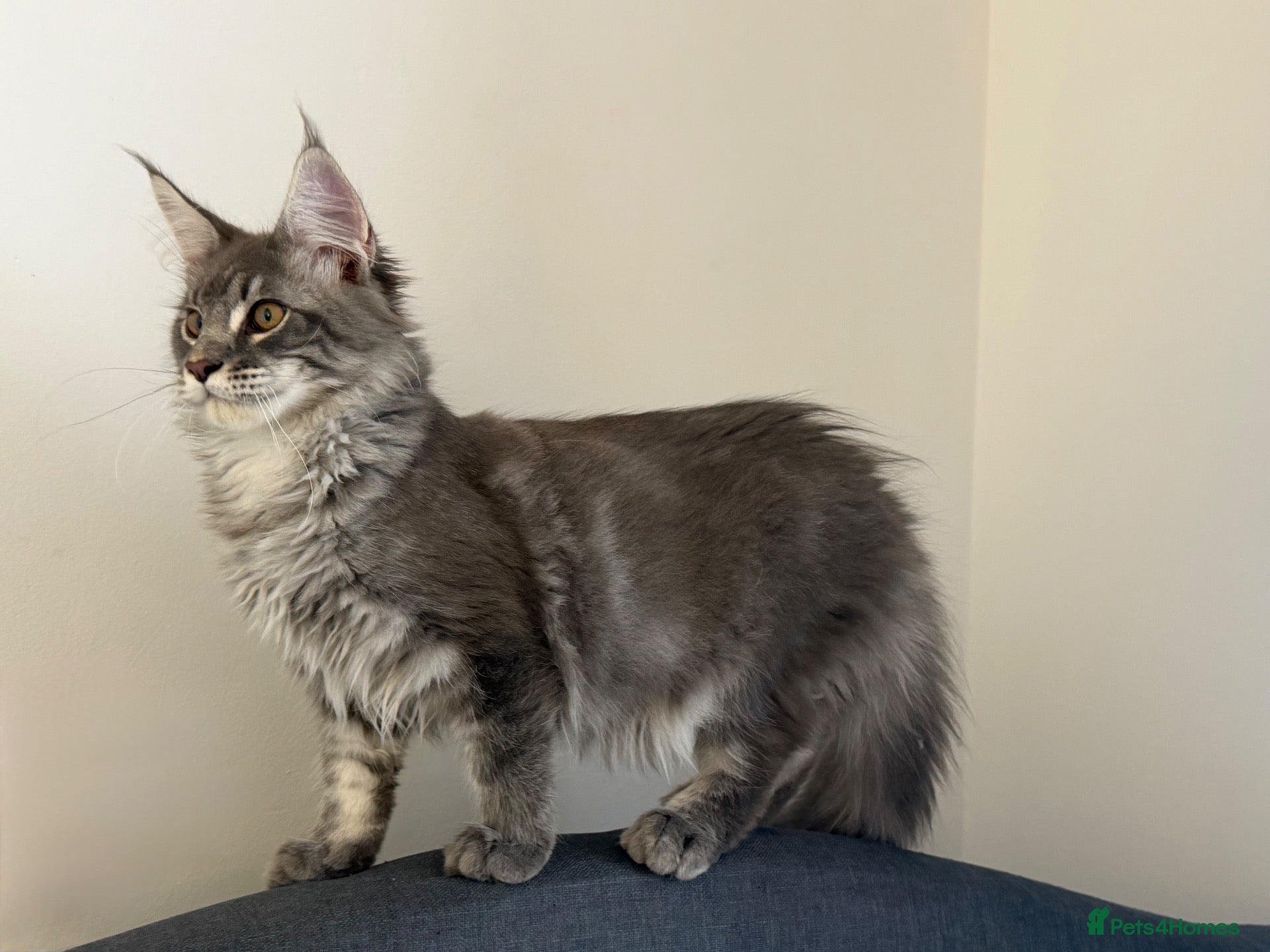 Maine Coon cats ❤️ Beautiful Active Maine Coon XL TICA Kittens ❤️ - Advert 4