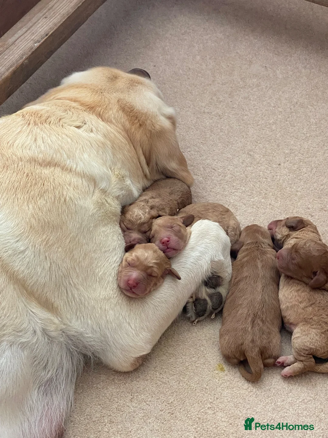 Labradoodle dogs for sale: Miniature Red Labradoodles - Advert 8