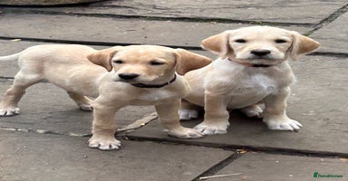 Mixed Breed dogs - Advert 5