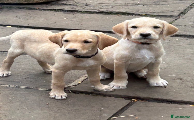 Mixed Breed dogs - Advert 5