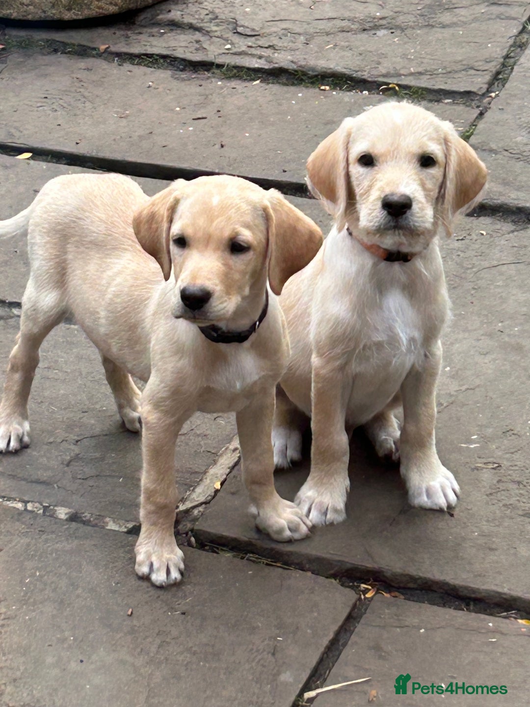 Mixed Breed dogs for sale: 3/4 Labrador 1/4 German wire hair pointer  - Image 1