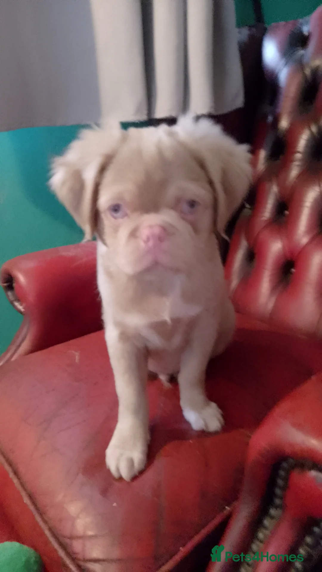 Jug dogs for sale: 6 adorable babies looking for their forever homes! - Advert 20