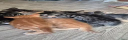 Mixed Breed cats for sale: Beautiful stripey ginger/tabby kittens.  - Advert 3