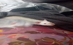 Rat rodents for sale: 2 male (Baby) rats for sale  - Image 3
