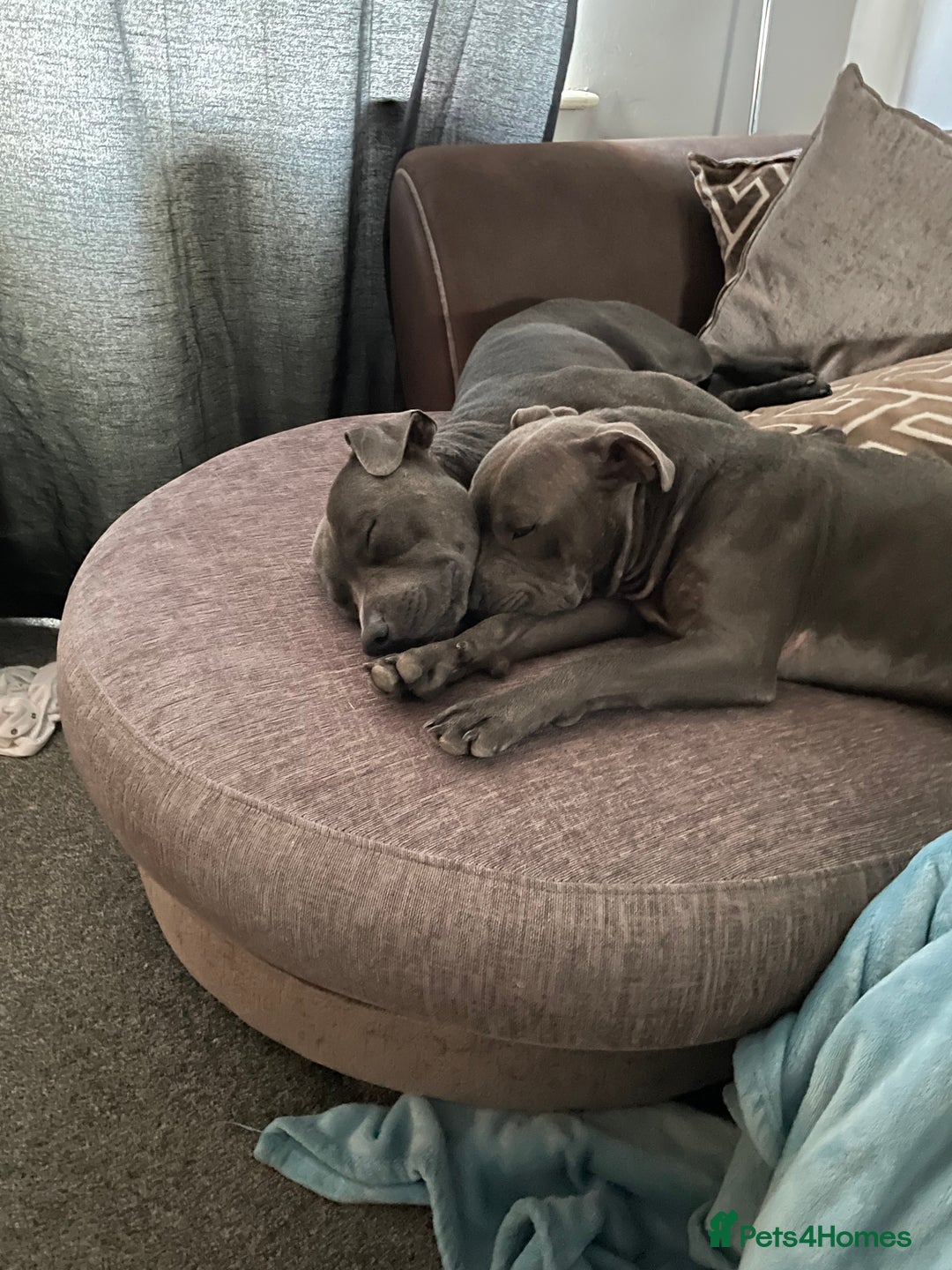 Staffordshire Bull Terrier dogs for stud: KC Registered Staffy Stud available  in Holmfirth - Advert 7
