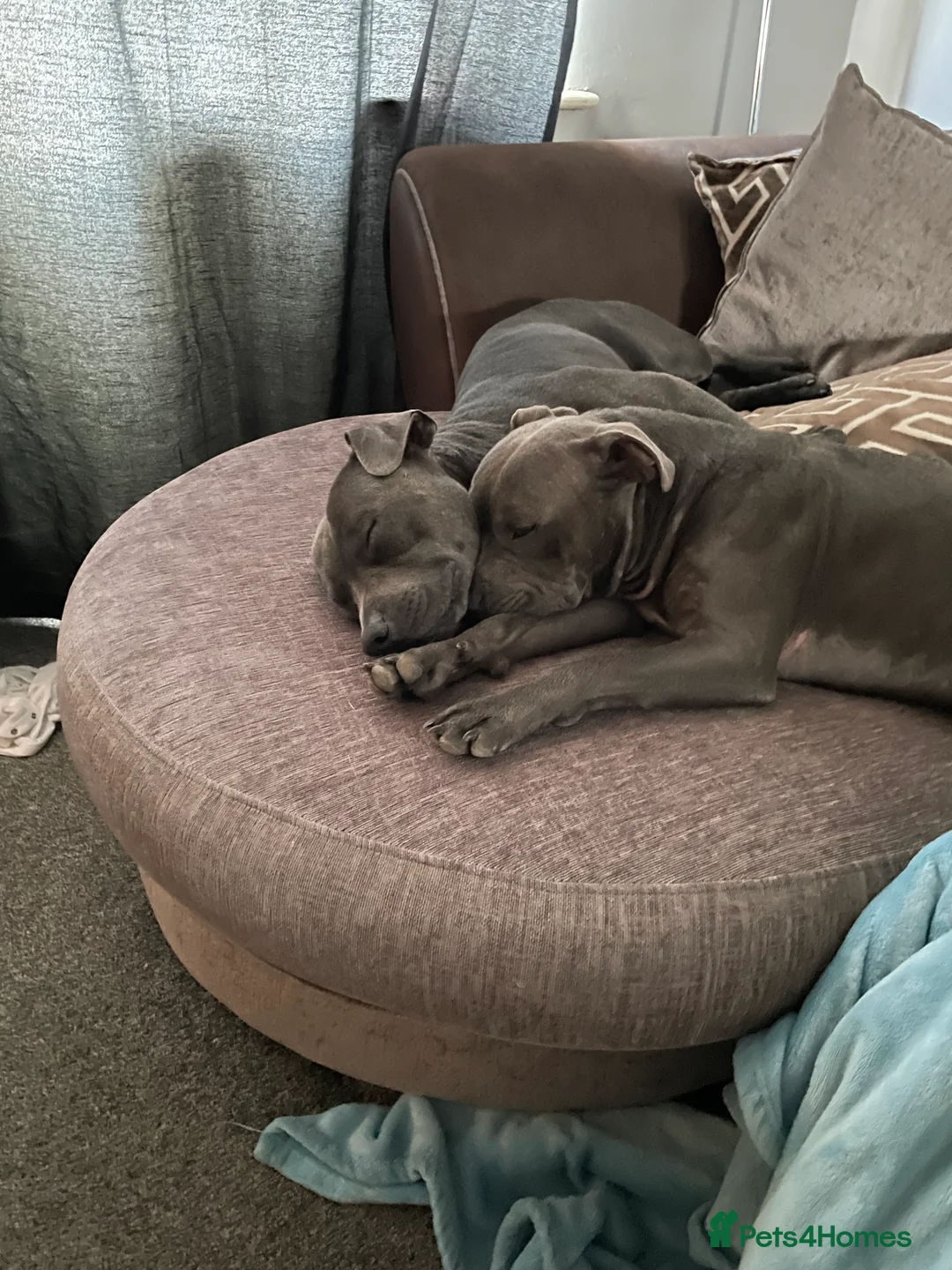 Staffordshire Bull Terrier dogs for stud: KC Registered Staffy Stud available  in Holmfirth - Advert 7