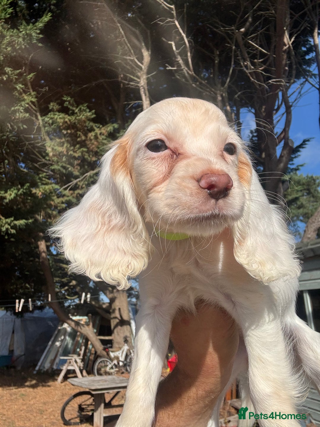 Cocker Spaniel dogs for sale: Cocker Spaniel Puppies (10 weeks - Ready to go) - Image 30