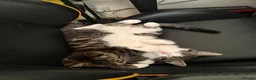 Mixed Breed cats for sale: Two kittens for rehoming - Advert 10