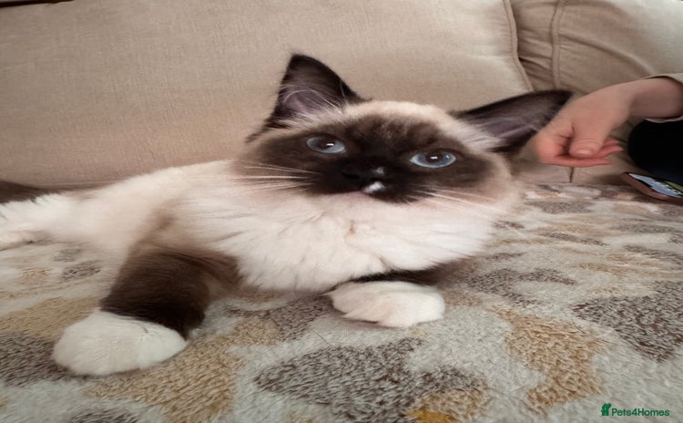 Ragdoll cats - Advert 12