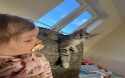 Maine Coon cats for sale: Female main coon  - Image 3