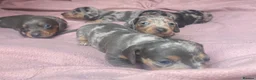 Miniature Dachshund dogs for stud: ⭐️⭐️⭐️KC MINIATURE DACHSHUND FOR STUD⭐️⭐️  in Southampton - Advert 14