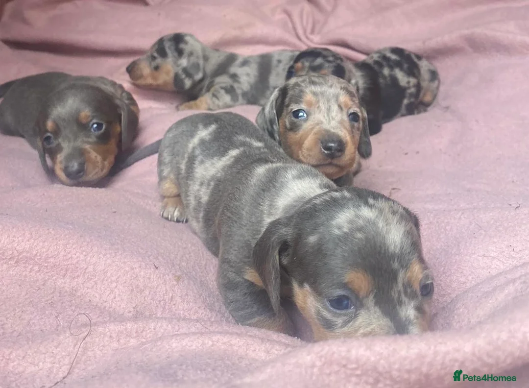 Miniature Dachshund dogs for stud: ⭐️⭐️⭐️KC MINIATURE DACHSHUND FOR STUD⭐️⭐️  in Southampton - Advert 14