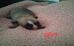 French Bulldog dogs for sale: 8 French bulldog puppies  - Image 8