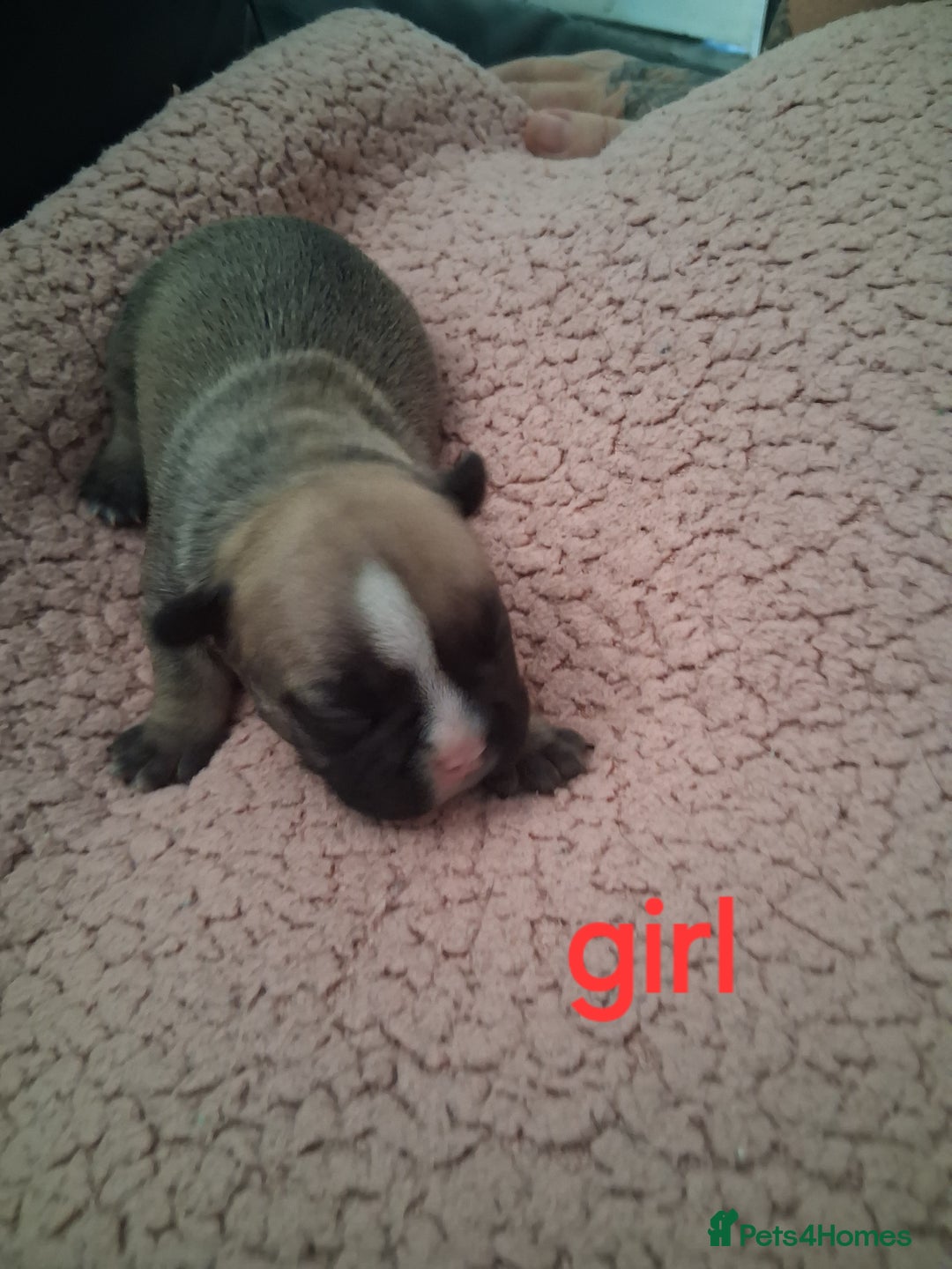 French Bulldog dogs for sale: 8 French bulldog puppies  - Image 8